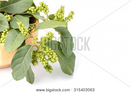 Young Green Of Thai Blueberry (thai Local Fruit), Maoberry Or Antidesma Thwaitesianum Isolated On Wh