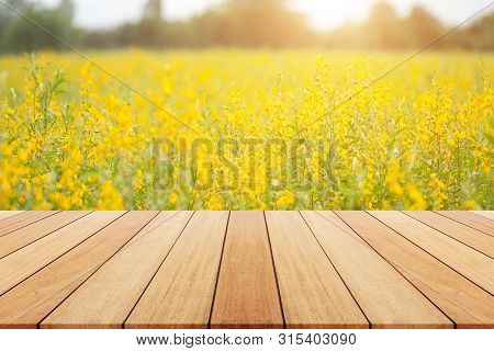 View Of Yellow Sunn Hemp Field Or Crotalaria Juncea In Field For Improvement The Soil