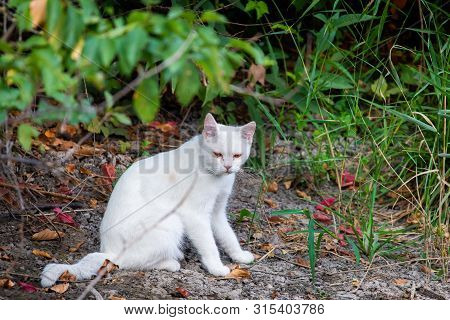White Cat In Garden. Sad Mood Or Pet Disease Concept.