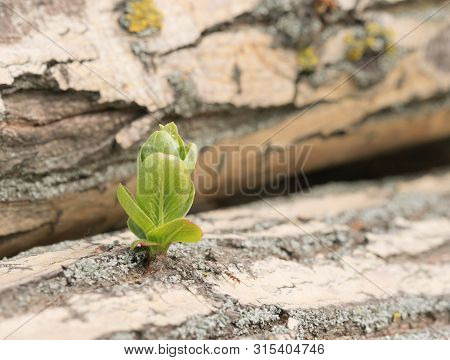 Growth Young Escape From Felled Tree. The Growth Of Sprouts On An Old Tree As A Symbol Of Rebirth Fr