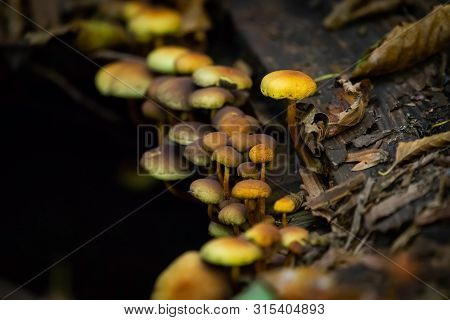 Many Dangerous Inedible Mushrooms In A Dark Forest. Poisonous Mushrooms, Hazardous To Health.