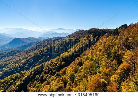 Scenic Landscape With Trees In Mountain Forest In Autumn.