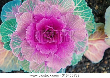 Decorative Cabbage With Violet Leaves Top View. Kale Plant Flowering Outdoor. Garden Decorative Crop