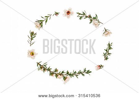 Closeup Of White Manuka Tree Flowers Nad Twigs Frame On White Background