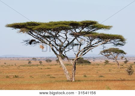 Serengeti Acacia