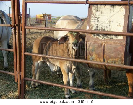 Nieuwsgierig Baby Brahma Bull