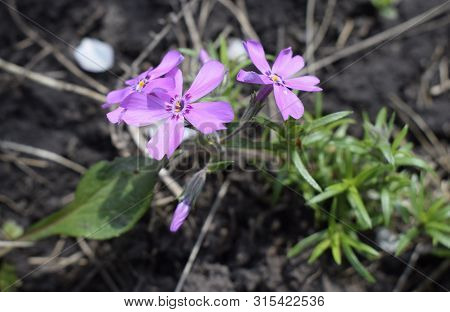 Styloid Phlox. Small Bright Violet Spring Flowers In The Garden Close Up. Spring Background.