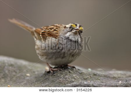 White Throated Sparrow