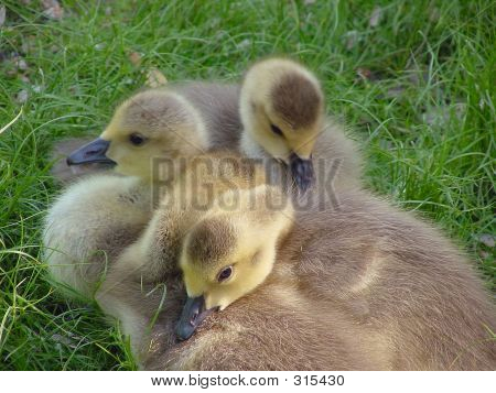 Ducklings