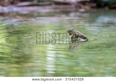 An Young Common Chiffchaff Is Washing Itself On The Waterfront Of A Pond