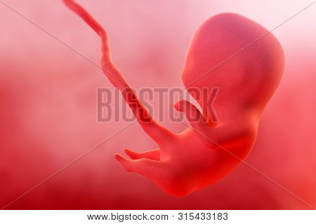Embryonic Phase Of The Embryo Inside The Uterus 5 Week. 3d Rendering