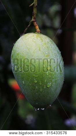 Close Up Of Mango Fruit On A Mango Tree