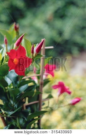 Flowering Red Mandevilla Rose Dipladenia In Summer Garden. Tropical And Subtropical Flowering Vines 