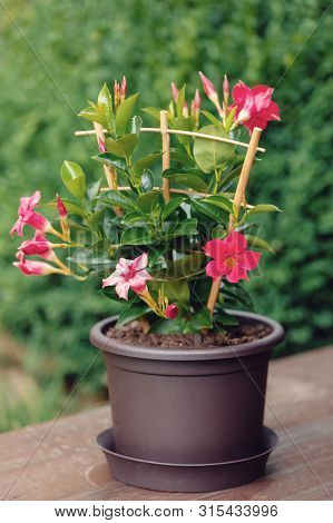 Flowering Red Mandevilla Rose Dipladenia In Summer Garden. Tropical And Subtropical Flowering Vines 