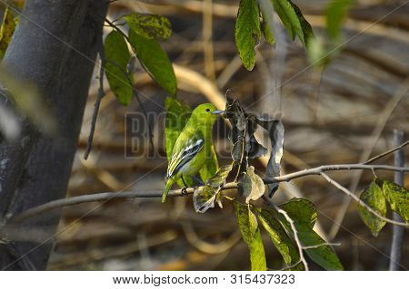 Common Iora, Aegithina Tiphia Near Pune In Maharashtra, India.