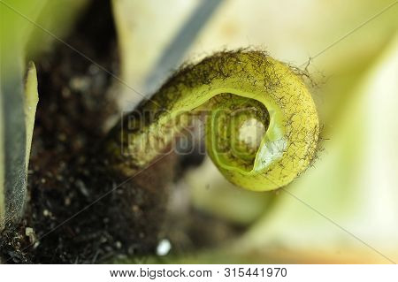 Close-up Birds Nest Fern Green In Botanic Garden With Blurry Background And Soft Sunlight. Nest Fern