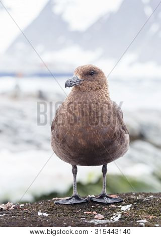 Portrait Of Brown Skua, Stercorarius Antarcticus , Also Known As The Antarctic Skua In Petermann Isl