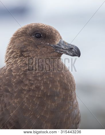 Portrait Of Brown Skua, Stercorarius Antarcticus , Also Known As The Antarctic Skua In Petermann Isl