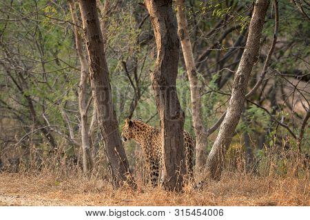 A Leopard Or Panthera Pardus Fusca Stare In A Green Background After Rainy Season Over From Forest O