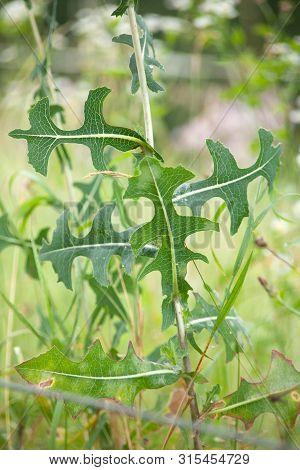 Prickly Lettuce, Milk Thistle, Compass Plant  (lactuca Serriola)