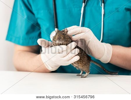 Degu is domestic active fluffy chilean rodent, at the vet table, isolated on white