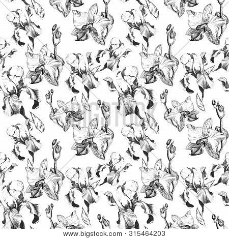 Floral Seamless Pattern With Hand Drawn Ink Iris And Orchid Flowers On White Background. Flowers Lin