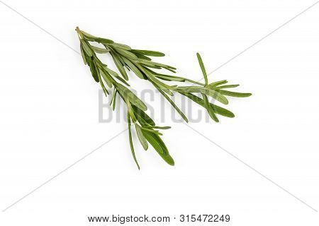 Two Stems Of The Fresh Rosemary, Also Known As Anthos On A White Background