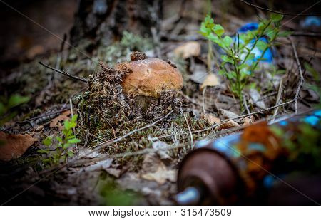 Destruction Of Nature. White Mushroom Grows In A Landfill Of Toxic Household Garbage In The Forest