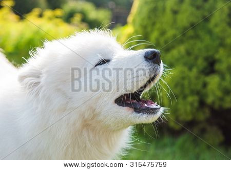 White Fluffy Samoyed Dog Puppy Barks Outside