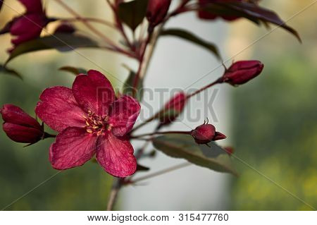 Apple Tree Decorative With Red Flowers In The Park. Macro Flower With Bokeh