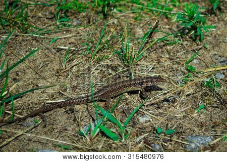 Little Brown Lizard In Green Grass Hunt For Bugs