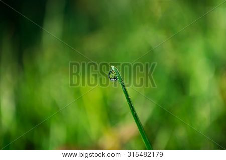 Drop On The Tip Of A Green Leaf Of Grass. Photo In Macro With Bokeh