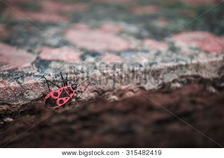Firebug On A Granite Slab. Macro Photo Of Insect. (pyrrhocoris Apterus).