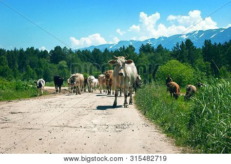 A Cow With Yellow Ear Tag Looking Into The Camera. Herd Of Cows Walking On A Country Road In Rural A