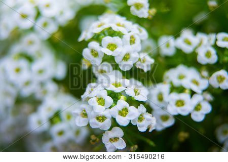 Flowers Of A Sweet Alyssum Or Lobularia Maritima Macro Shot.