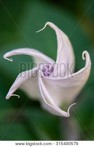 Jimson Weed Or Datura Stramonium In Garden.