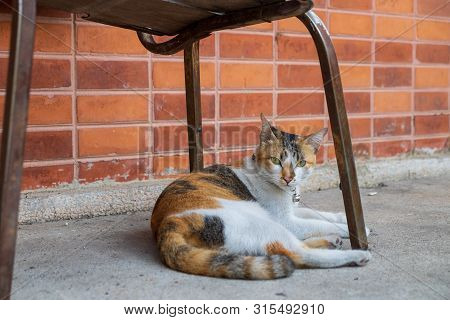 The Cat Was Lying Under A Chair Alongside The Outer Wall Of The House
