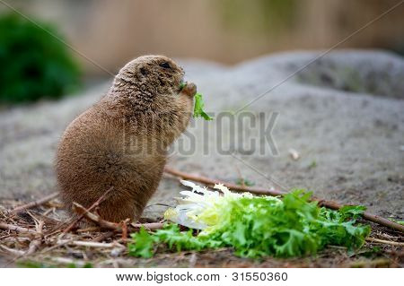 priairdog spiser