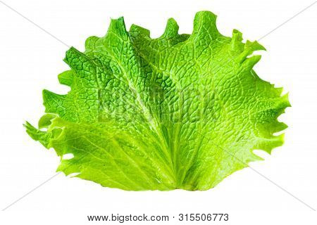 Fresh Green Lettuce Leaf Isolated On White Background. Batavia Salad. Top View