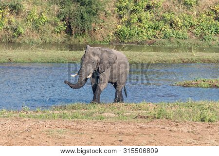 An African Elephant, Loxodonta Africana, Emerging From The Letaba River