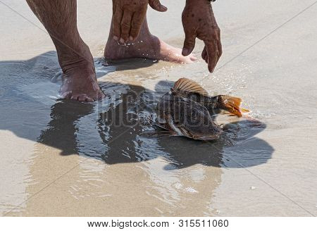 A Fisherman Releasing A Sea Robin On The Sand At The Edge Of The Ocean To Let It Go Back To Sea.