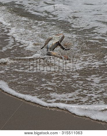 A Sea Robing Being Reeled In By A Fisherman Is Jumping And Splashing On The Shore As It Is Pulled Ou