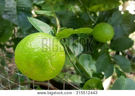 Fresh Green Limes On Lime Tree In Garden, Focus A Lemon On Top. Tropical Fruit. Food Ingredient For 