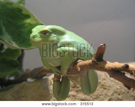 Waxfrog