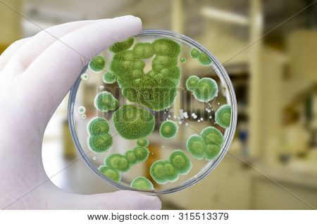 Researcher Holding Petri Dish With Colonies Of Penicillium Fungi. Penicillium Is A Mold Fungus That 