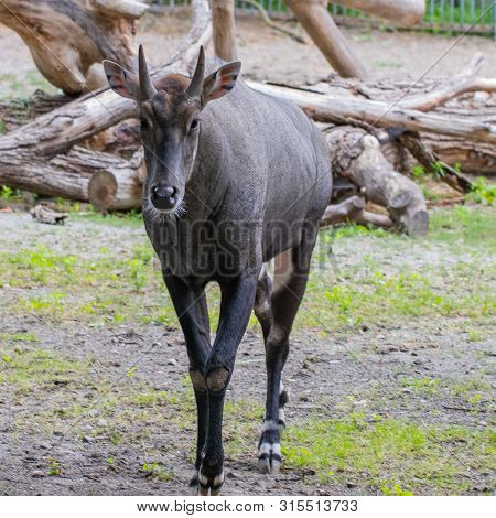 Nilgai (boselaphus Tragocamelus), Also Known As The Nilgau Or Blue Bull In Zoo