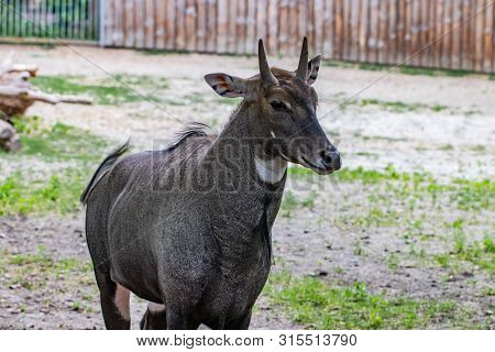 Nilgai (boselaphus Tragocamelus), Also Known As The Nilgau Or Blue Bull In Zoo