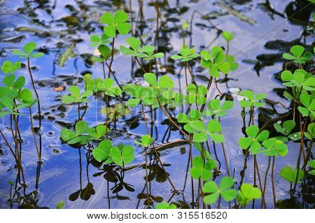 Marsilea Crenata (water Clover, Water Shamrock) Have Droplet On Water Floor . Beautiful Nature Backg