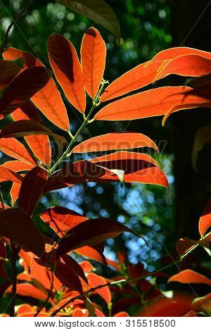 The View From The Bottom Of Picara Leaf,green On The Top And Red On The Bottom In The Garden On Gree