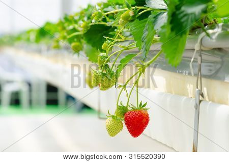 Strawberry Farm In Japan. Strawberries Fruits On The Branch Hanging Way From The Tree. Fresh Plant F